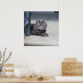 Maine Coon Cat Foto Poster (Keuken)