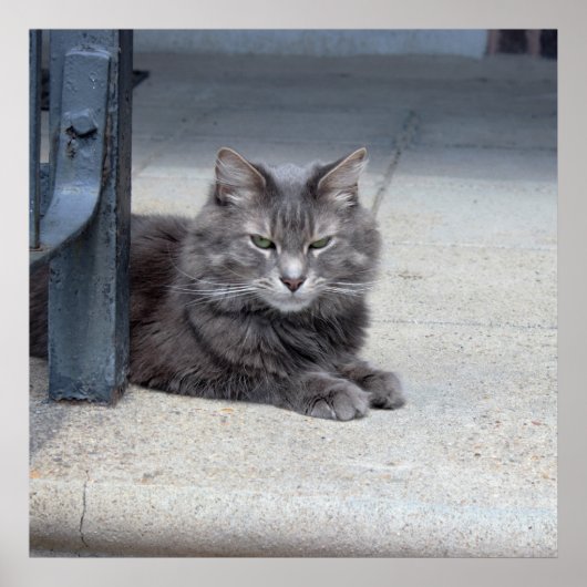 Maine Coon Cat Foto Poster (Voorkant)