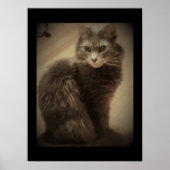 Maine Coon Cat Foto Poster (Voorkant)