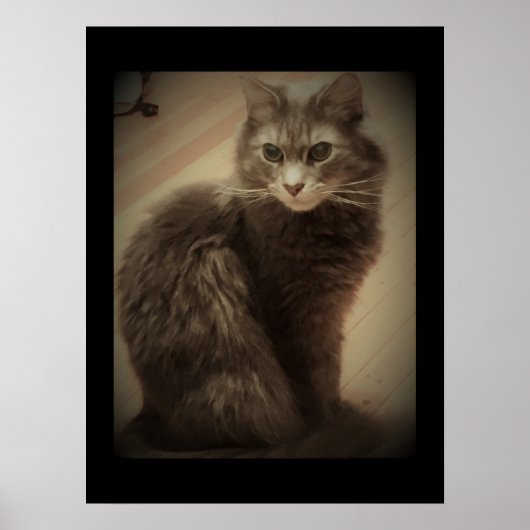 Maine Coon Cat Foto Poster (Voorkant)