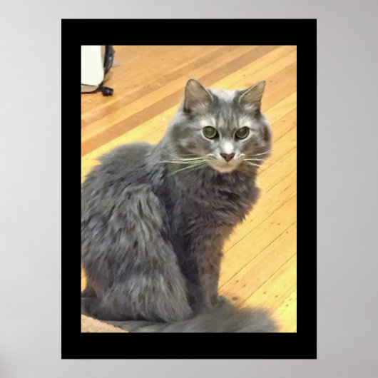 Maine Coon Cat Foto Poster (Voorkant)