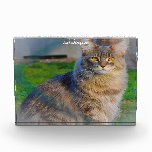 Maine Coon Cat Fotoblokken (Voorkant)