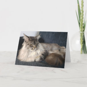 Maine Coon Cat Greetings Card Kaart