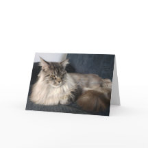 Maine Coon Cat Greetings Kaart