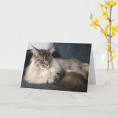 Maine Coon Cat Greetings Kaart (Gele Bloem)