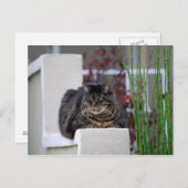 Maine Coon Cat in de tuin Briefkaart (Voorkant / Achterkant)