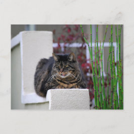 Maine Coon Cat in de tuin Briefkaart