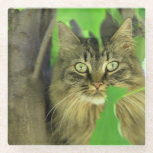 Maine Coon Cat in Tree Glazen Onderzetter