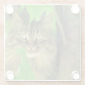 Maine Coon Cat in Tree Glazen Onderzetter (Achterkant)