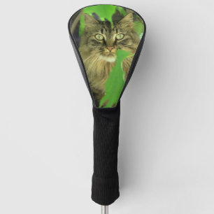 Maine Coon Cat in Tree Golfheadcover