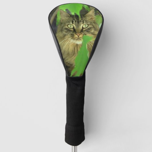 Maine Coon Cat in Tree Golfheadcover (Voorkant)