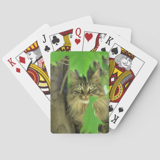 Maine Coon Cat in Tree Pokerkaarten (Achterkant)