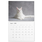 Maine Coon Cat Kalender (Mar 2026)