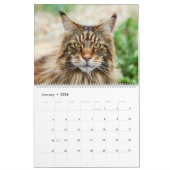 Maine Coon Cat Kalender (Jan 2026)