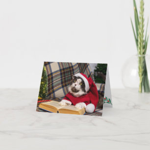 Maine Coon Cat kerstportret Feestdagen Kaart