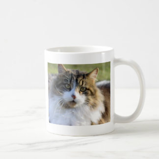 Maine Coon Cat Koffiemok
