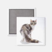 Maine Coon cat Magneet (Voorkant / Achterkant)