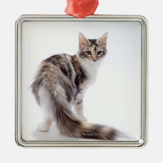 Maine Coon cat Metalen Ornament (Voorkant)