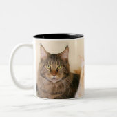 Maine coon Cat mokken (Links)