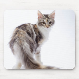 Maine Coon cat Muismat