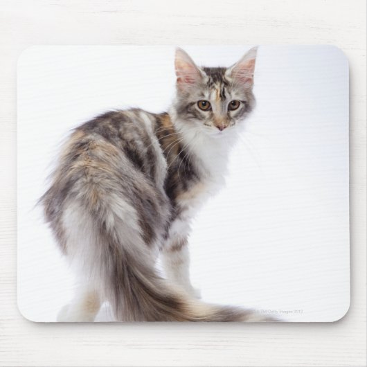 Maine Coon cat Muismat (Voorkant)