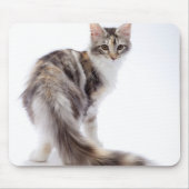 Maine Coon cat Muismat (Voorkant)