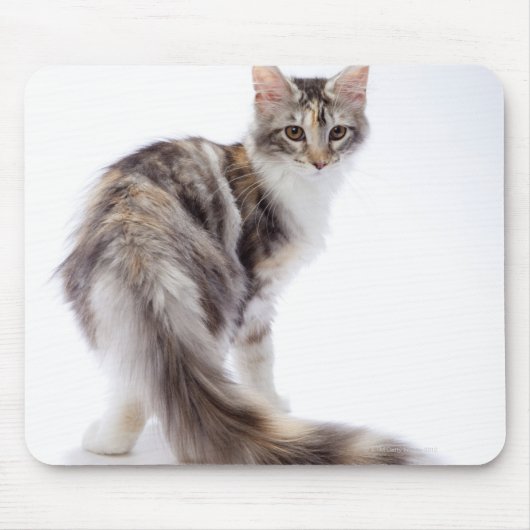 Maine Coon cat Muismat (Voorkant)