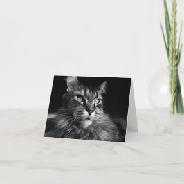 Maine Coon Cat notecard 4 x 5.6 Kaart