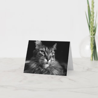 Maine Coon Cat notecard 4 x 5.6 Kaart
