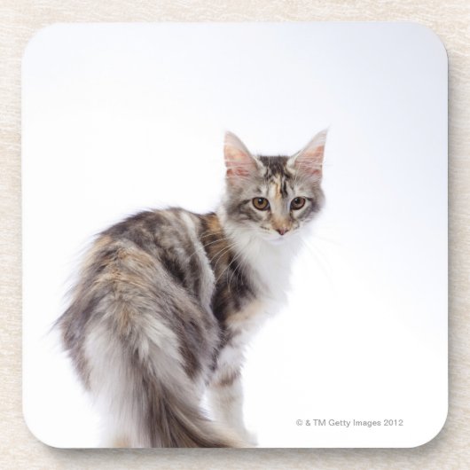 Maine Coon cat Onderzetter (Voorkant)