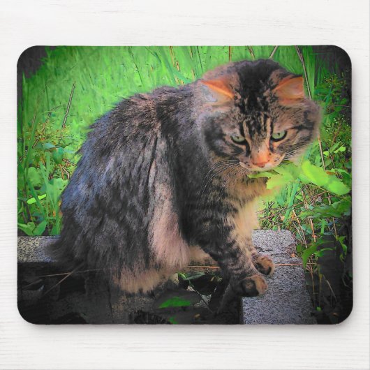 Maine Coon Cat op bakstenen Muismat (Voorkant)