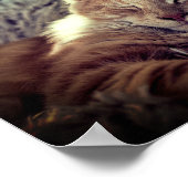 Maine Coon Cat op de bank Poster (Hoek)