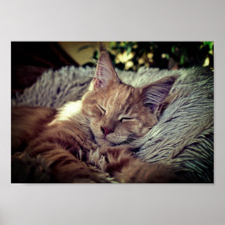 Maine Coon Cat op de bank Poster