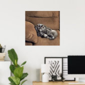 Maine Coon Cat op Sofa Poster (Thuiskantoor)