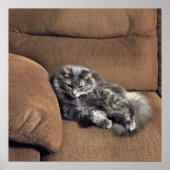 Maine Coon Cat op Sofa Poster (Voorkant)