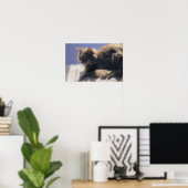 Maine Coon Cat Photo Poster (Thuiskantoor)