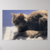 Maine Coon Cat Photo Poster (Voorkant)