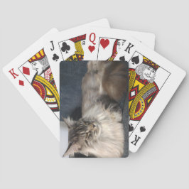 Maine Coon Cat Pokerkaarten