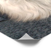 Maine Coon Cat Poster (Hoek)