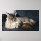 Maine Coon Cat Poster (Voorkant)