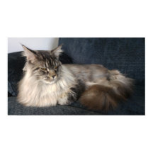 Maine Coon Cat