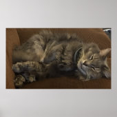 Maine Coon Cat Poster (Voorkant)