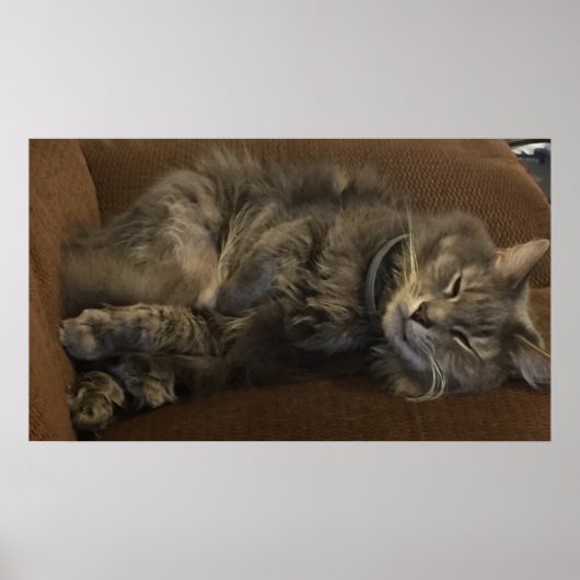 Maine Coon Cat Poster (Voorkant)