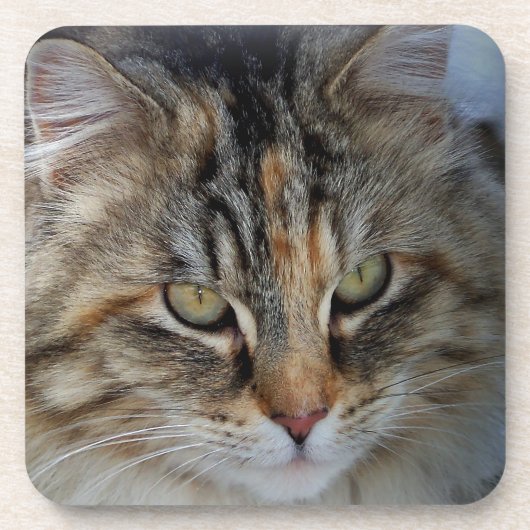 Maine Coon cat Potrait Drankjes Onderzetter (Voorkant)