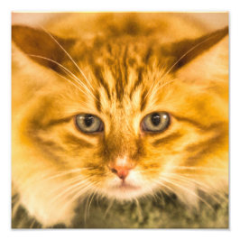 MAINE COON CAT STARE DOOD FOTO AFDRUK