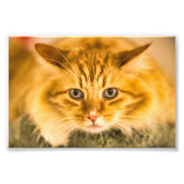 MAINE COON CAT STARE DOOD FOTO AFDRUK