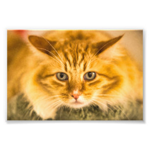 MAINE COON CAT STARE DOOD FOTO AFDRUK