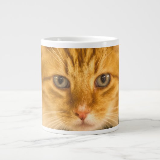 MAINE COON CAT STARE DOOD GROTE KOFFIEKOP (Voorkant)