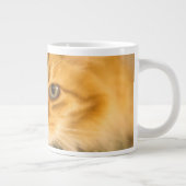 MAINE COON CAT STARE DOOD GROTE KOFFIEKOP (Rechts)