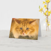 MAINE COON CAT STARE DOOD KAART (Gele Bloem)